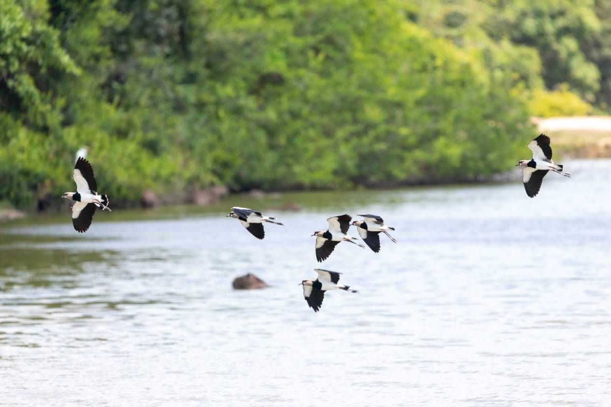 Birds flying over a river with lush green foliage in the background.